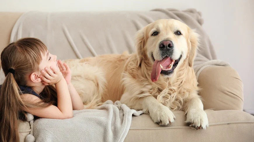 Your Guide to Choosing a Pet-Friendly Sofa