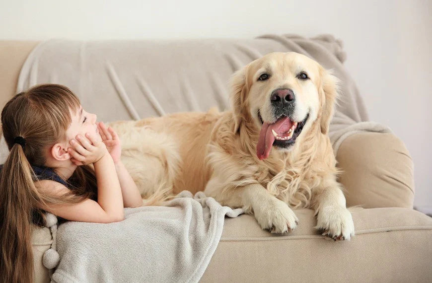 Your Guide to Choosing a Pet-Friendly Sofa