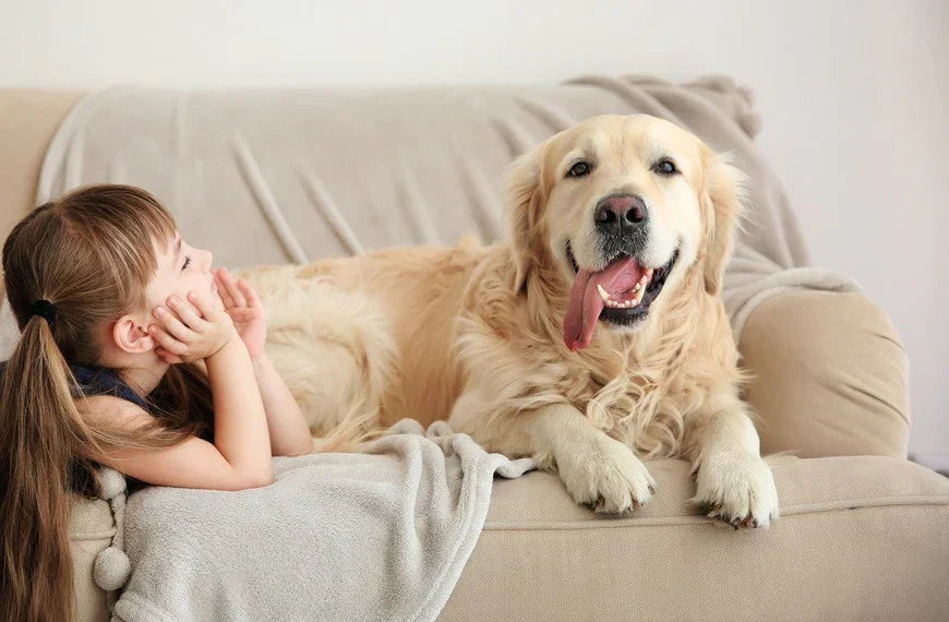 Your Guide to Choosing a Pet-Friendly Sofa